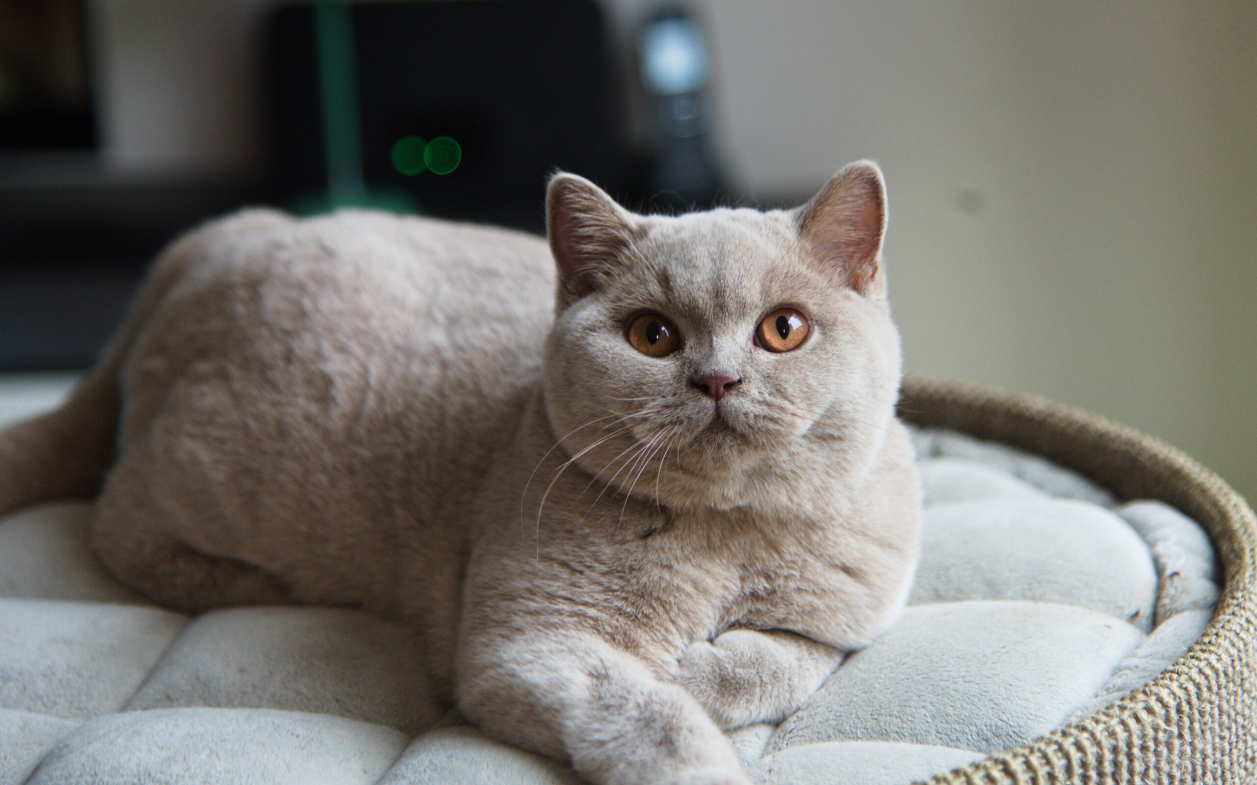 Luna von der Erftmündung